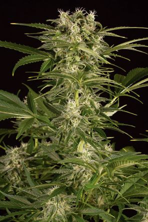 Lemon Juice Express Autoflowering Cannabis Seeds